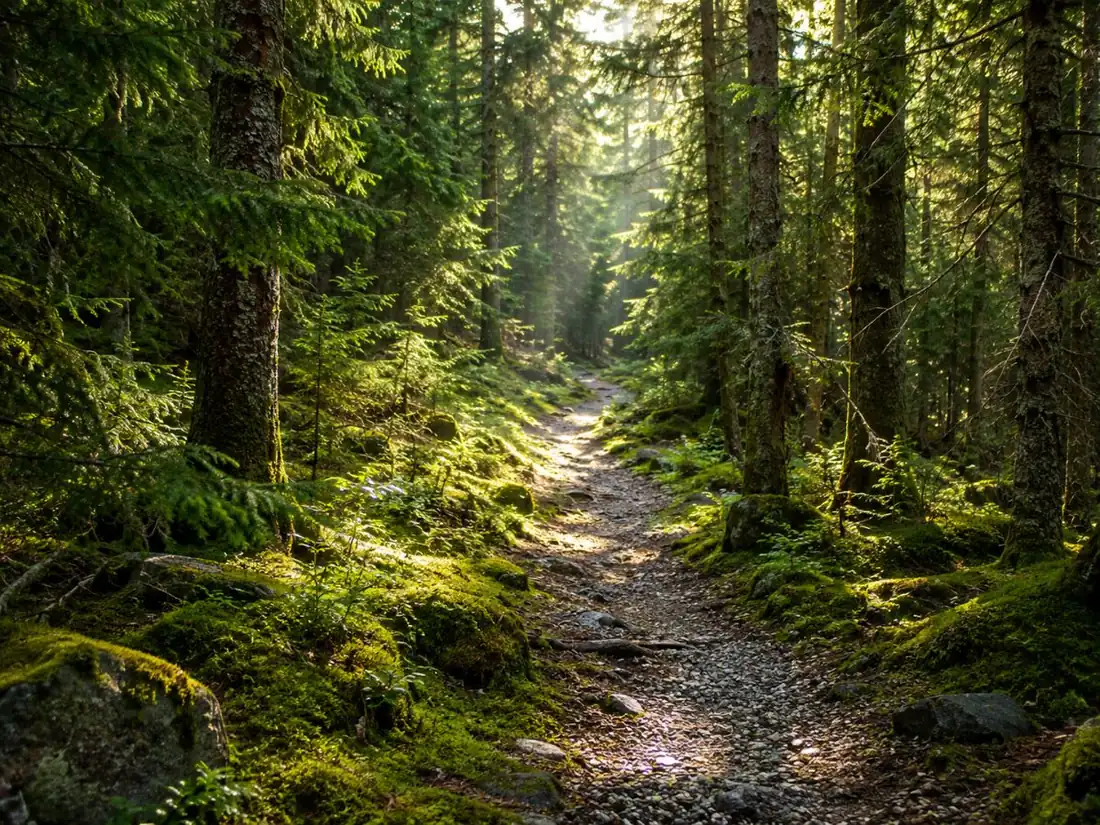 Un sentier étroit en gravier à travers une forêt d'épicéas baignée de douce lumière